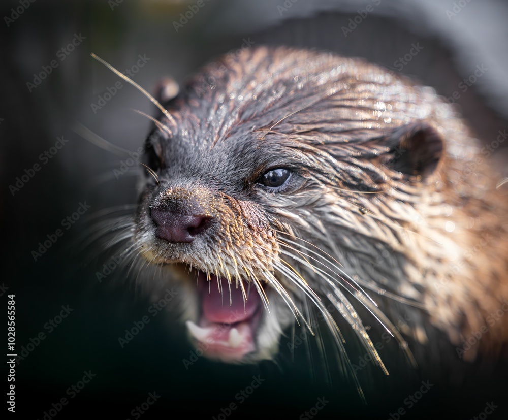 Close-up of an otter with open mouth and wet fur. Close-up of an otter with open mouth and wet fur.