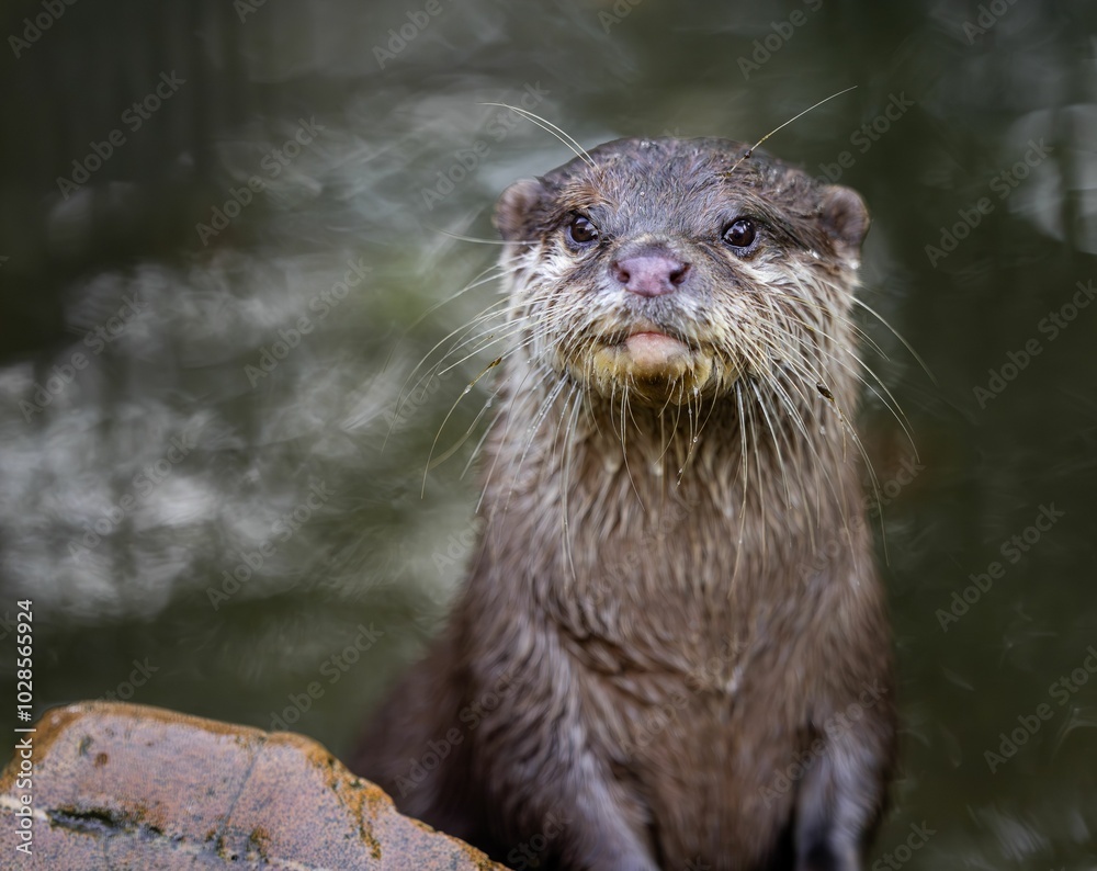 Curious otter close-up with blurred water background. Curious otter close-up with blurred water background.