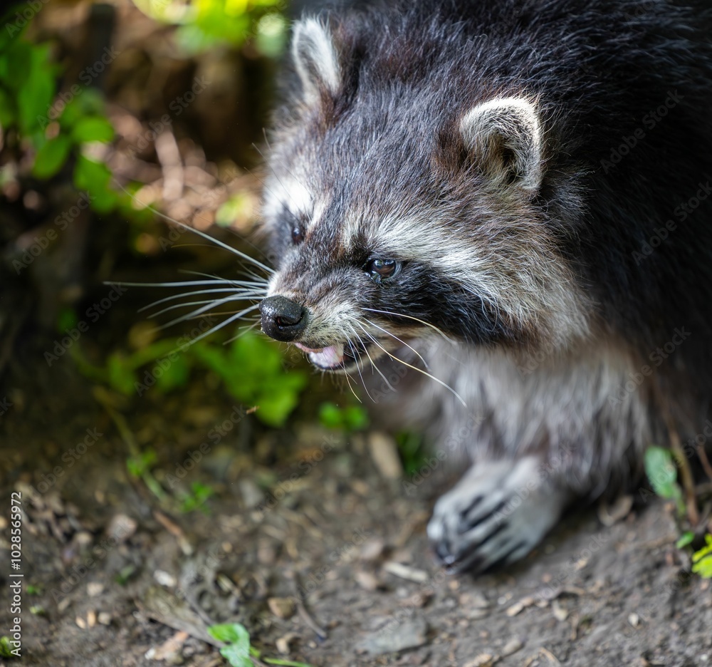 Fototapeta premium Raccoon Dog in Forest Close-Up