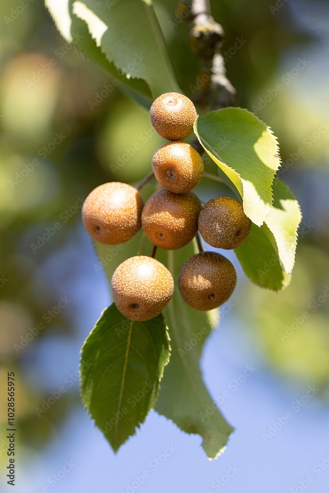 Callery Pear. Pyrus Calleryana. Family Rosaceae