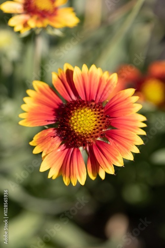 Gaillardia. Blanket Flower. Family Asteraceae