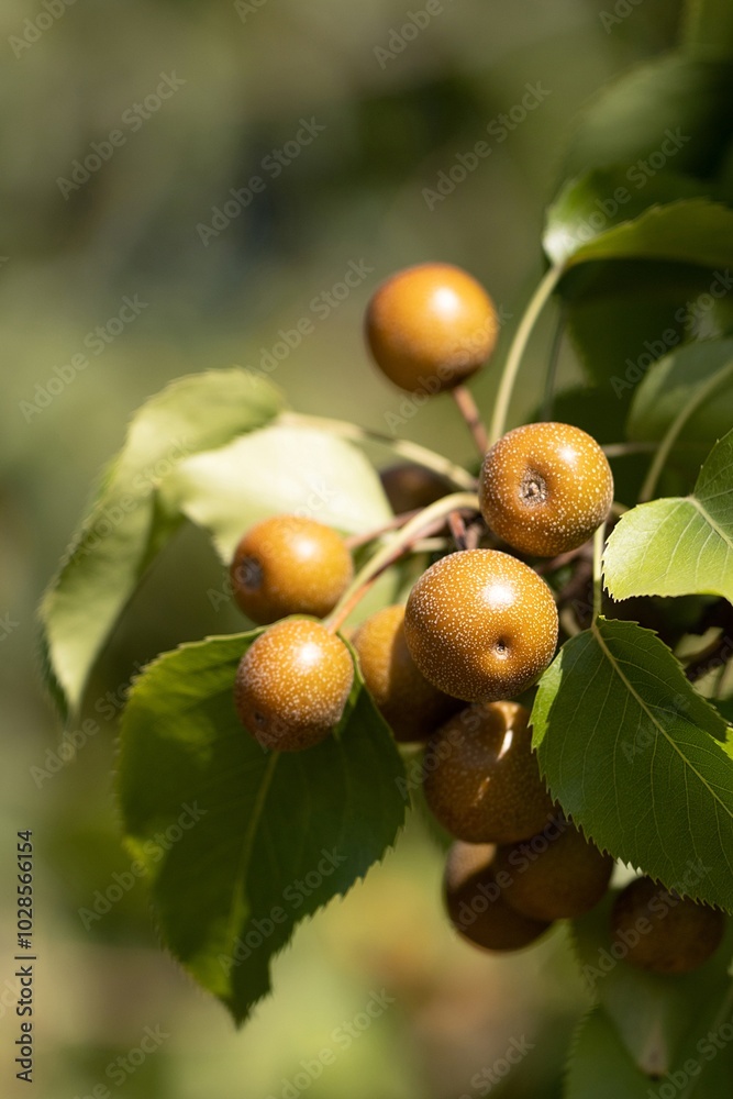 Callery Pear. Pyrus Calleryana. Family Rosaceae