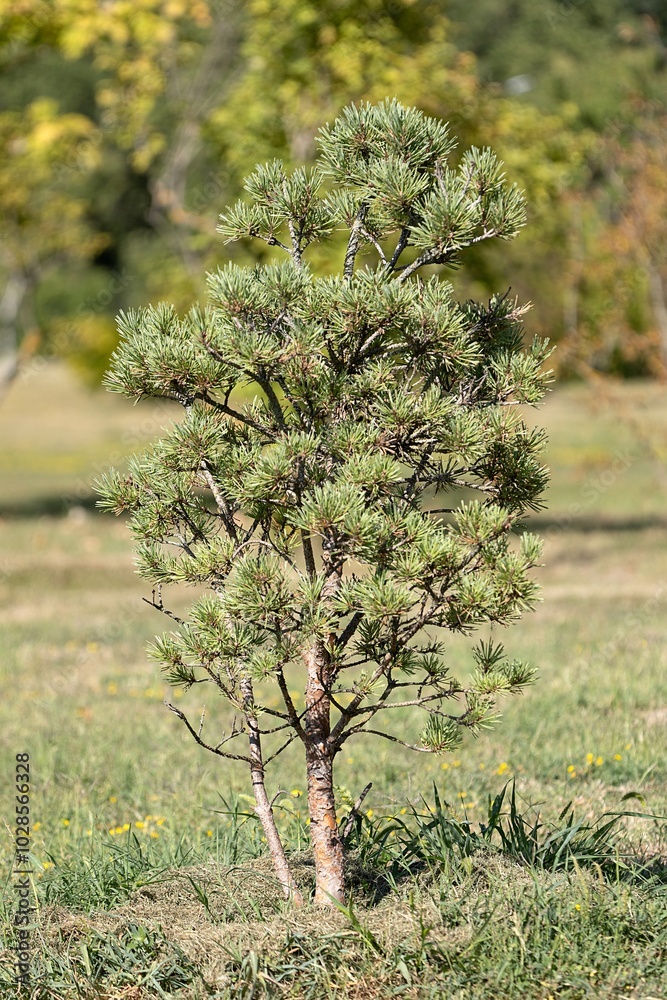 Pinus Parviflora. Japanese White Pine