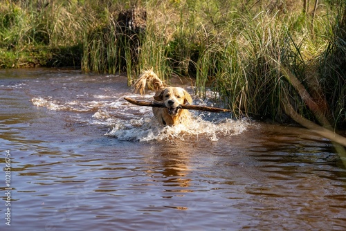 Konstfotografi Golden retriever playing fetch in a pond