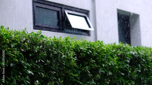 rain on leaves, leaf nature background
