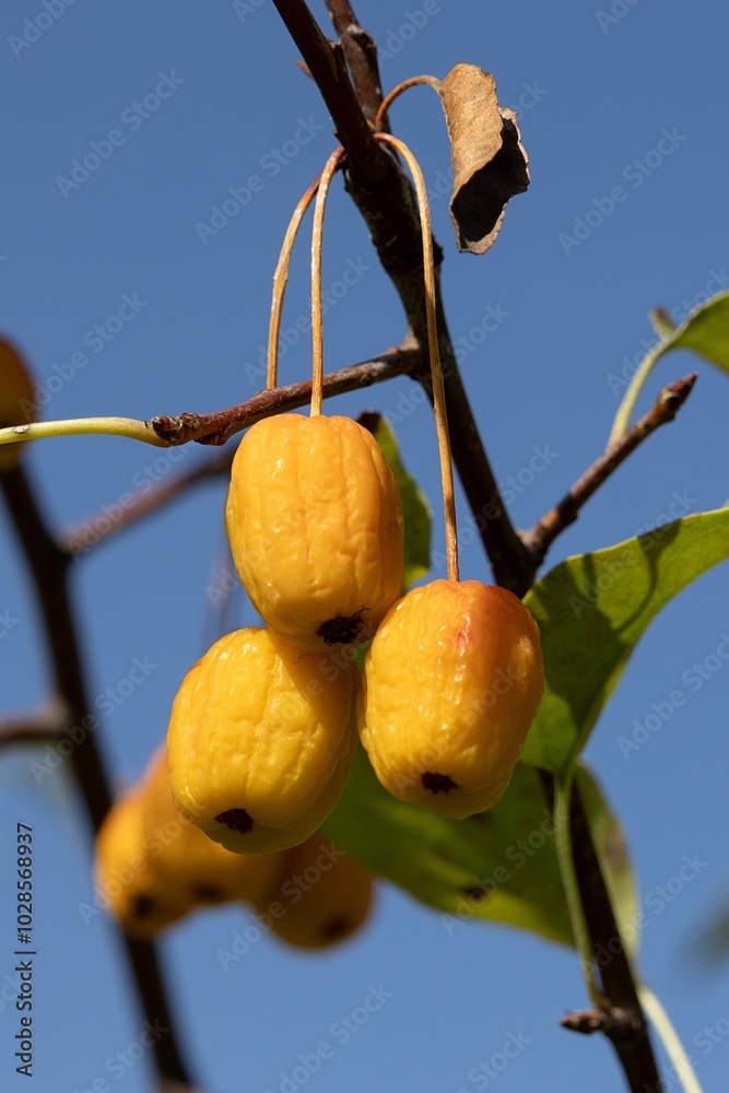 Pacific Crabapple Berries. Malus Fusca