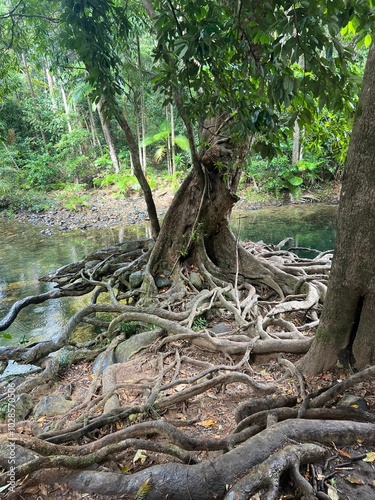 old tree with tangled roots, on a riverbank in a forest, with green trees in the background