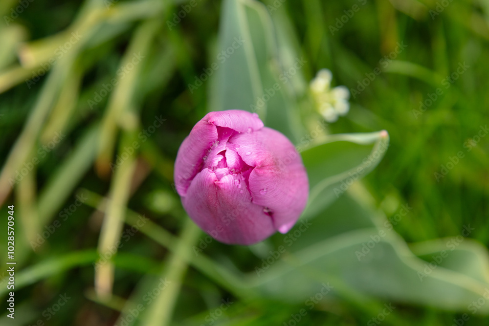 pink tulip with green leaves, view from the top pink tulip with green leaves, view from the top