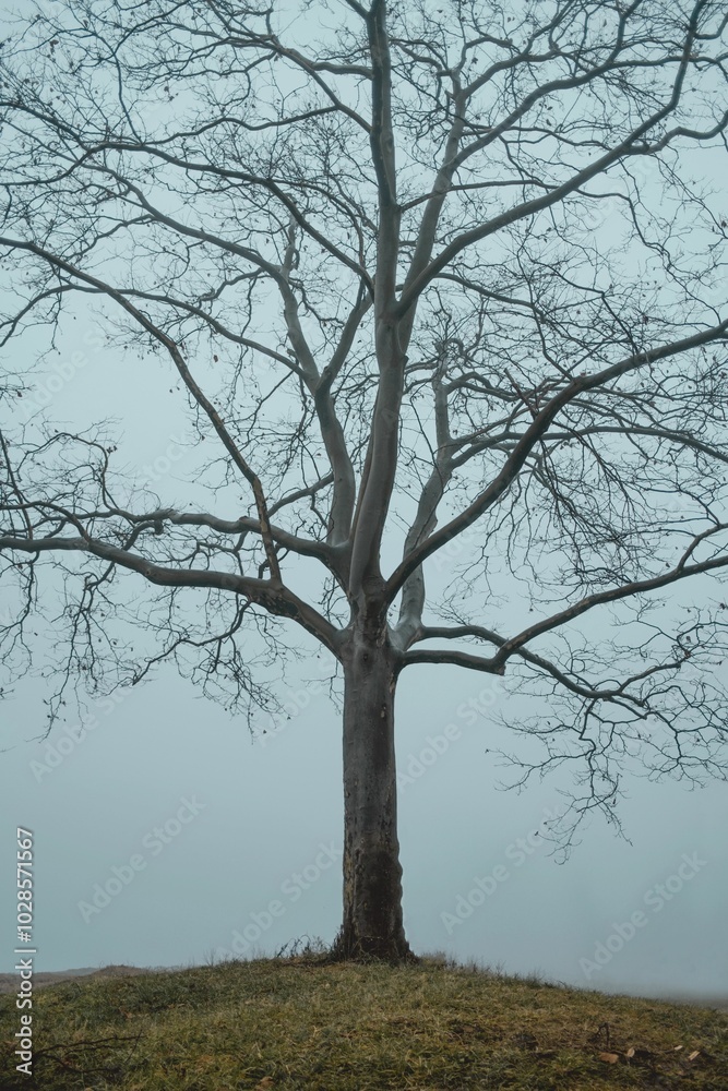 Obraz premium Lone, leafless tree stands on a grassy hill against a foggy sky, capturing a serene winter scene.