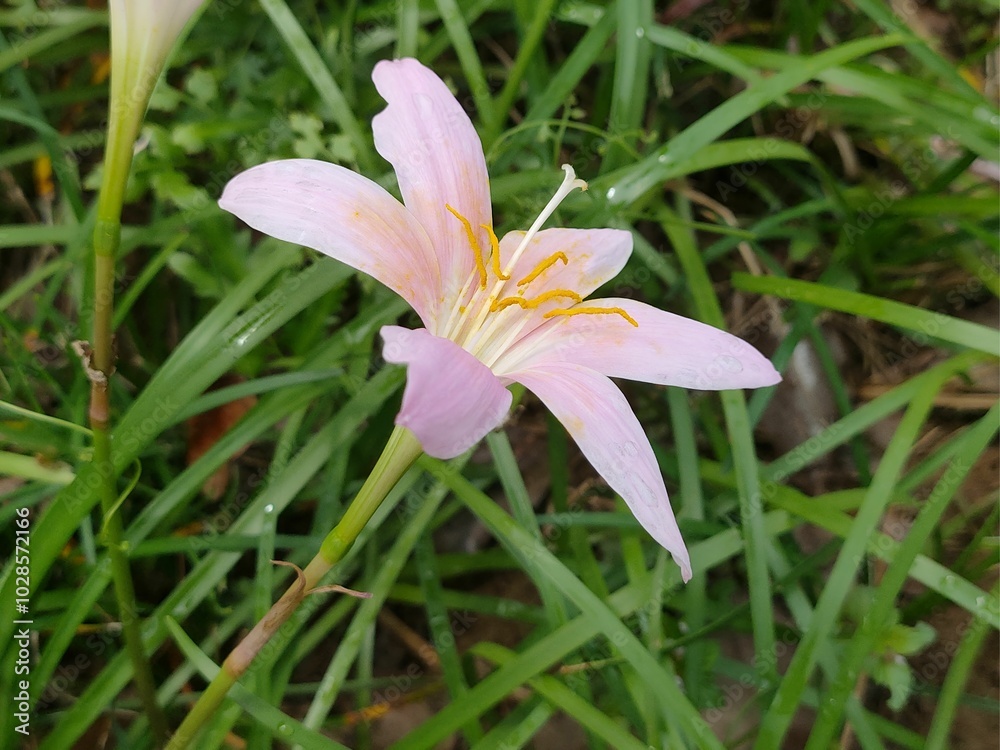 Close-up of a pink flower with yellow stamens in grass. Close-up of a pink flower with yellow stamens in grass.