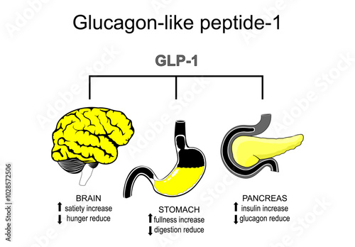 Glucagon-like peptide-1. Weight loss therapy