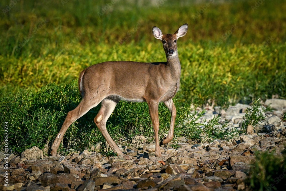 Doe stops to investigate movement as she makes her way across a marshy grassland in a riverbed. Doe stops to investigate movement as she makes her way across a marshy grassland in a riverbed.
