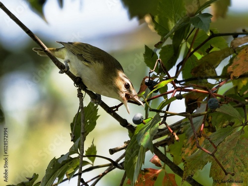 Wall Mural Bird pecking at berries on a branch.