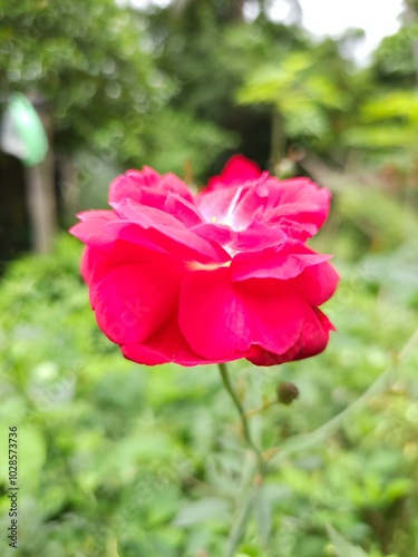 Red rose flower NATURE background Valentine's day greeting card Copy space. Valentines day card, symbolizes love