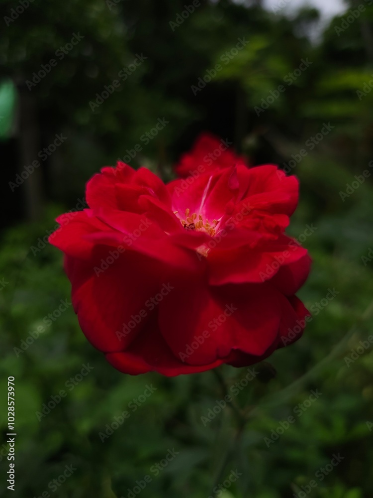 Red rose flower NATURE background Valentine's day greeting card Copy space. Valentines day card, symbolizes love Red rose flower NATURE background Valentine's day greeting card Copy space. Valentines day card, symbolizes love