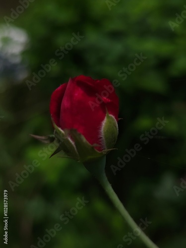 Fototapeta Naklejka Na Ścianę i Meble -  Red rose flower NATURE background Valentine's day greeting card Copy space. Valentines day card, symbolizes love
