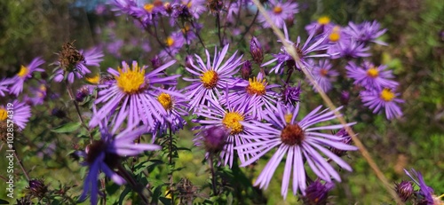 Close-up of vibrant purple wildflowers in full bloom with a blurred natural background.