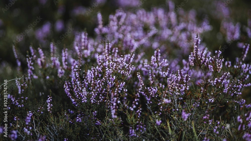 Fototapeta premium Close-up of blooming purple heather flowers.