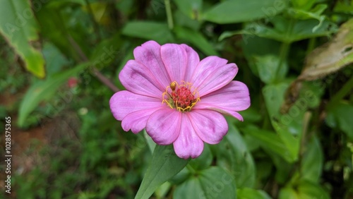 Close-up of a pink Zinnia in a lush green garden. India