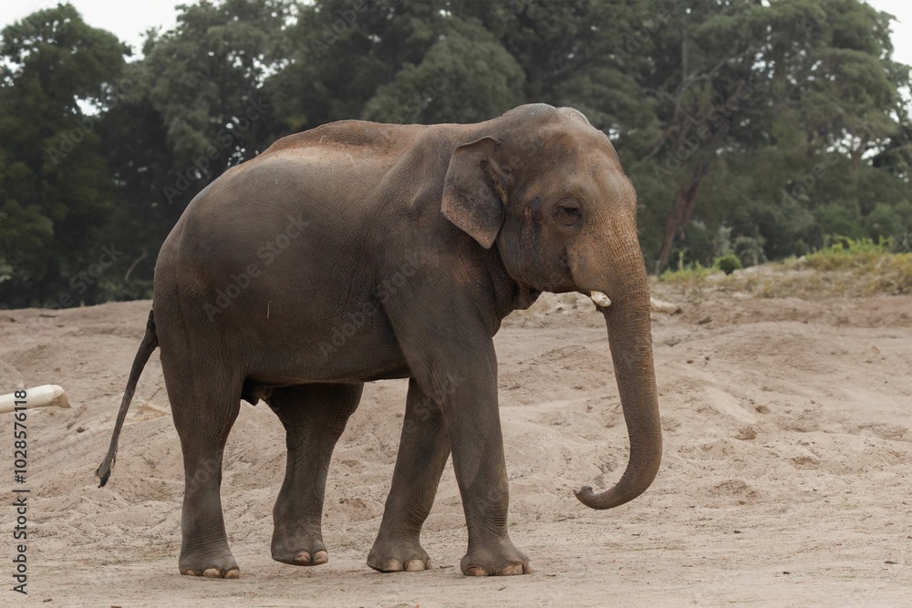 Fototapeta premium Majestic elephant on sandy terrain with green trees.