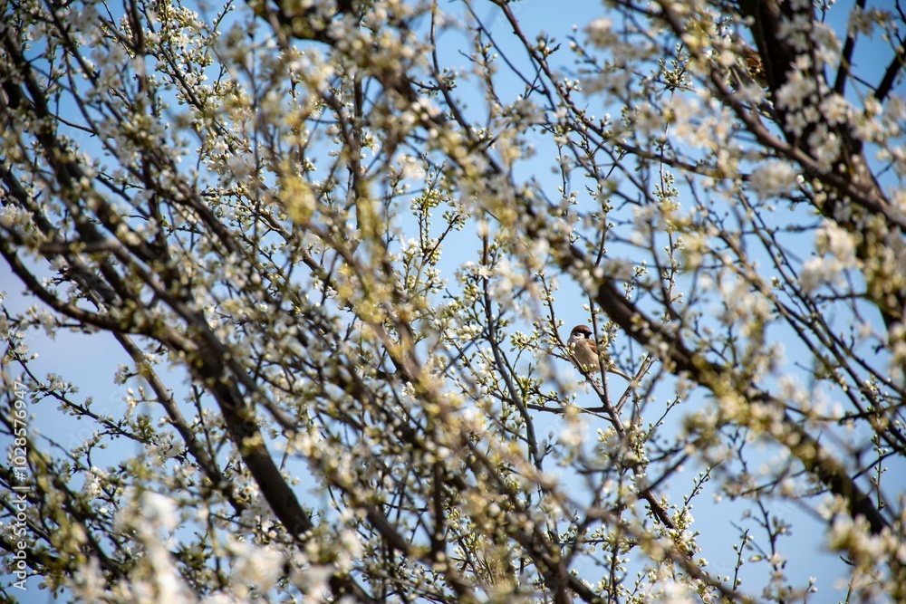 Bird on a branch with blooming white flowers and blue sky.