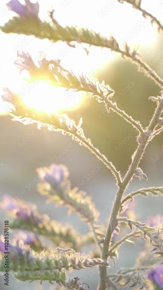 Vertical closeup slow-motion of Blue Vervain plants in a field at sunset, with blur background Vertical closeup slow-motion of Blue Vervain plants in a field at sunset, with blur background