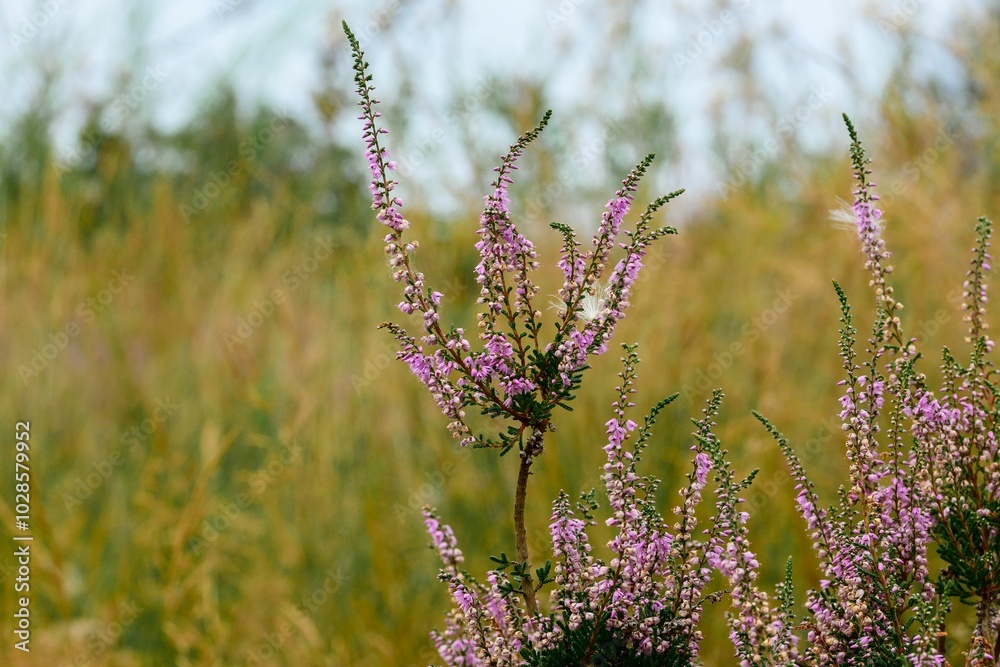 Close up photo of a purple heather plant in Mook, Netherlands Close up photo of a purple heather plant in Mook, Netherlands