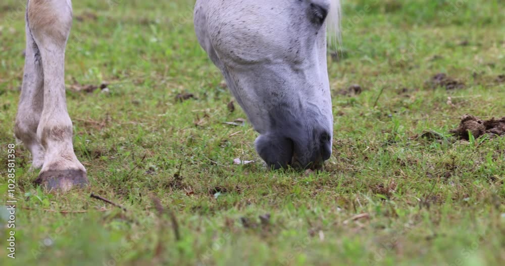 Closeup of a horse eating from grass in the pasture Closeup of a horse eating from grass in the pasture