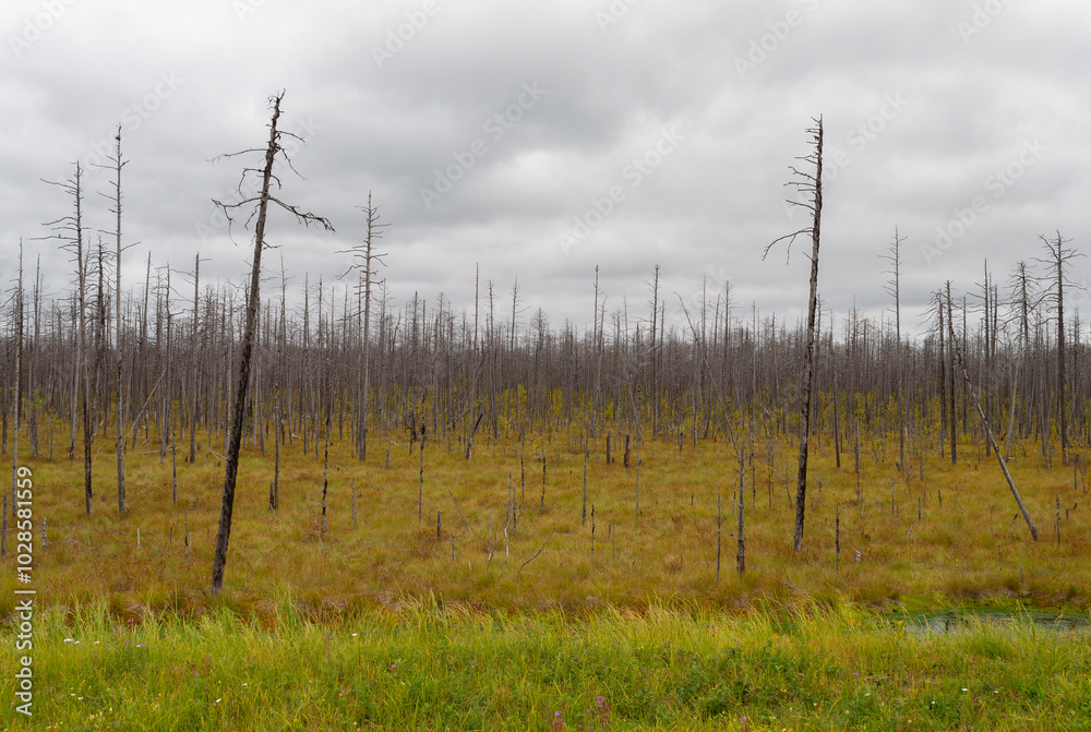 Dried trees in the swamp, forest tundra in northern Russia, Arkhangelsk region Dried trees in the swamp, forest tundra in northern Russia, Arkhangelsk region