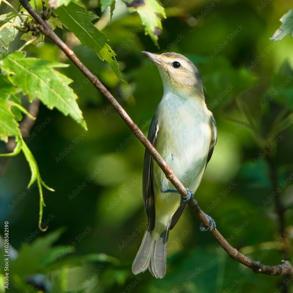 Obraz premium Closeup view of a warbling vireo bird perching on a tree twig on a sunny day, with a blur background