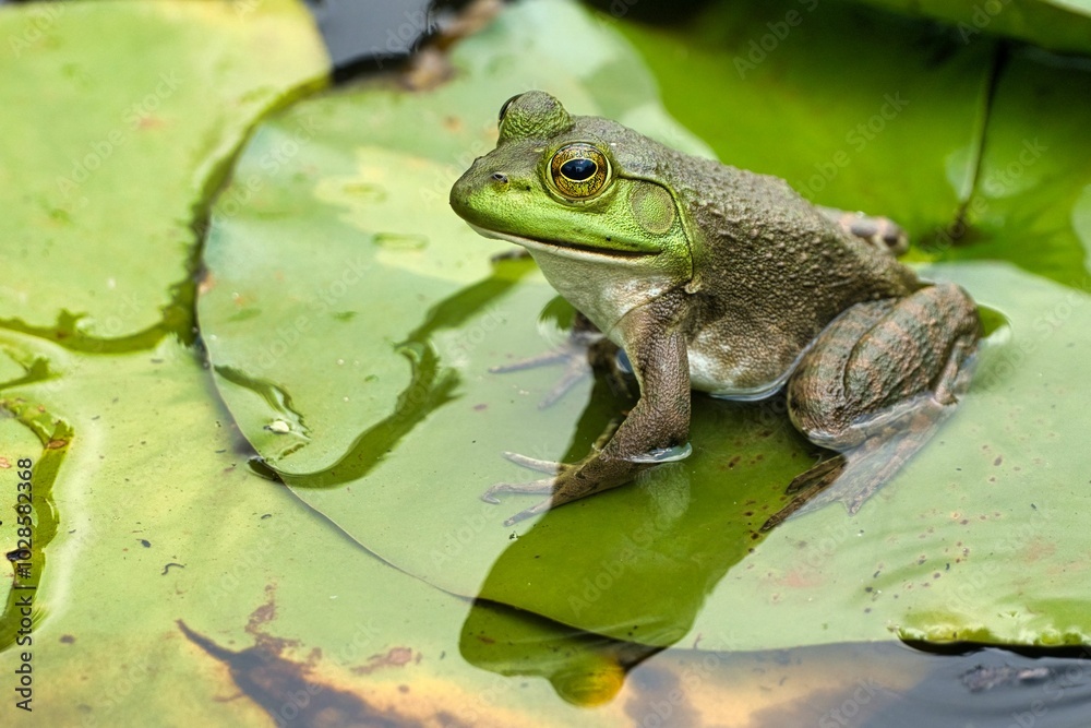 American bullfrog sitting on a lily pad in a pond during daytime in Dover, Tennessee, USA American bullfrog sitting on a lily pad in a pond during daytime in Dover, Tennessee, USA