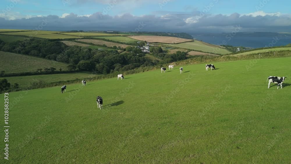 Treninnow Cliff fields with cows on the Rame Peninsula in east Cornwall, England, on a sunny day Treninnow Cliff fields with cows on the Rame Peninsula in east Cornwall, England, on a sunny day