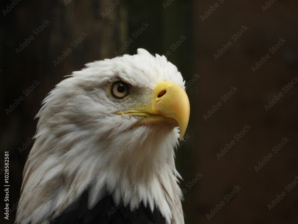 Fototapeta premium Close-up of a majestic bald eagle