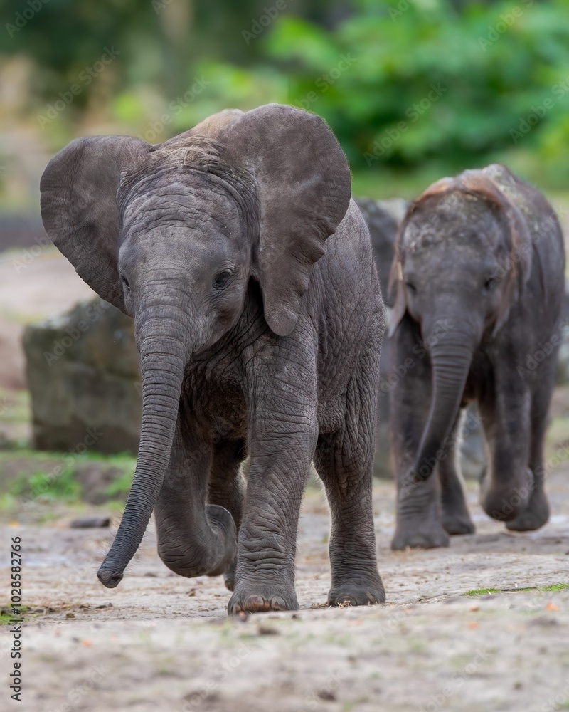 Fototapeta premium Baby elephants walking on a dirt path.