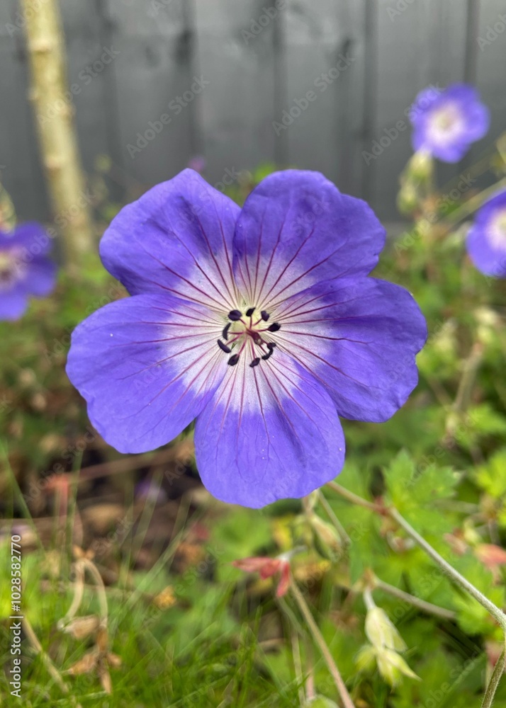 Close-up of a purple geranium flower blooming in a garden Close-up of a purple geranium flower blooming in a garden