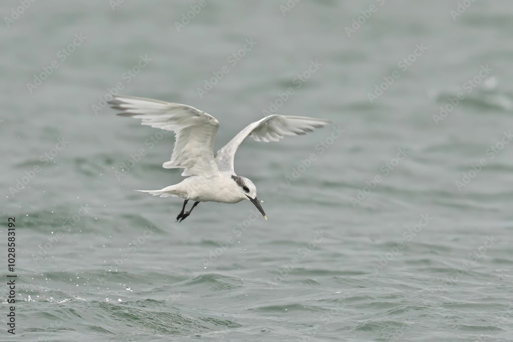 White tern bird in flight over water White tern bird in flight over water