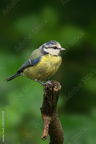 Small bird perched on a branch with a green background.