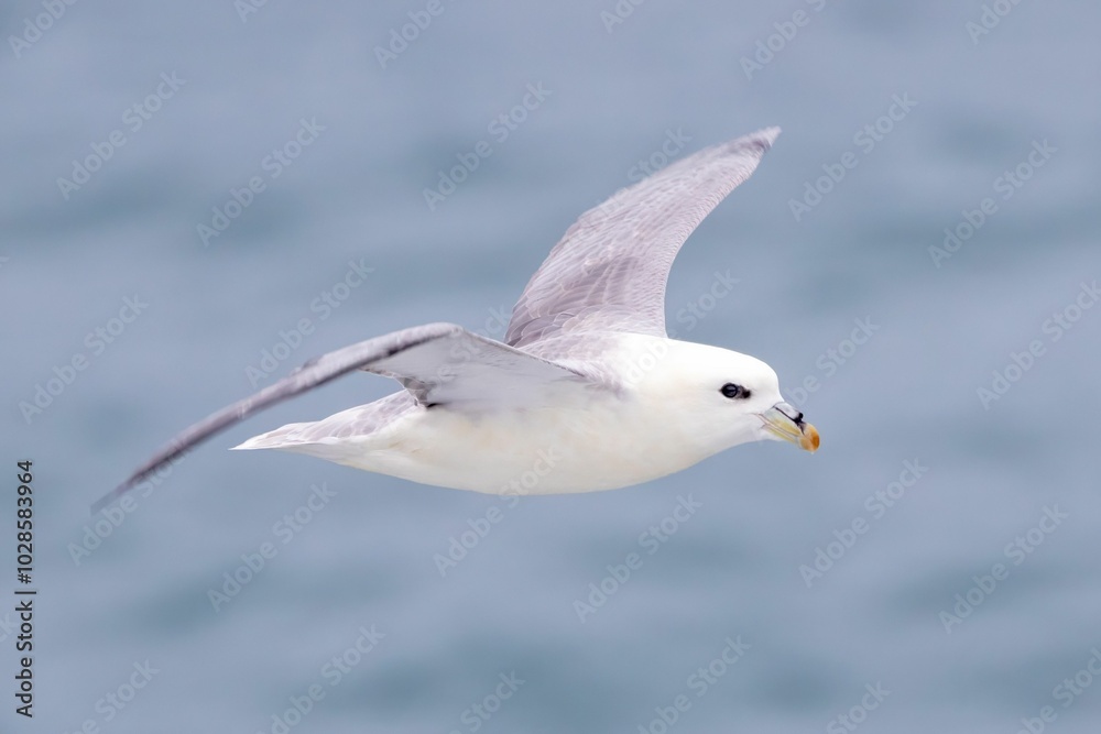 Close-up of a Northern Fulmar bird in flight over the ocean, showcasing its wings and beak. Close-up of a Northern Fulmar bird in flight over the ocean, showcasing its wings and beak.