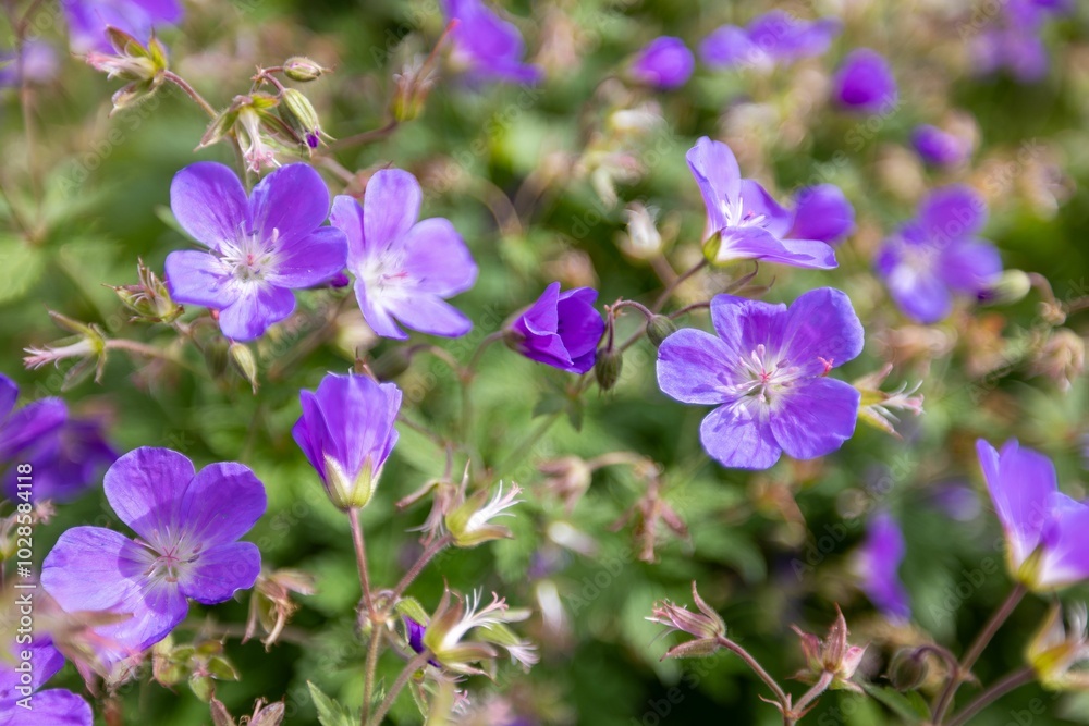Close-up of vibrant purple Geranium sylvaticum flowers in full bloom with a green background. Close-up of vibrant purple Geranium sylvaticum flowers in full bloom with a green background.