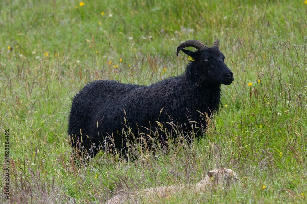 Black sheep standing in a green grassy field with wildflowers. Black sheep standing in a green grassy field with wildflowers.