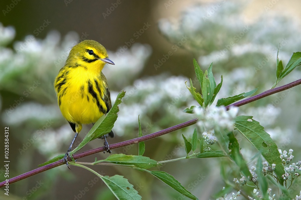 Yellow bird perched on a branch with green leaves and white flowers Yellow bird perched on a branch with green leaves and white flowers