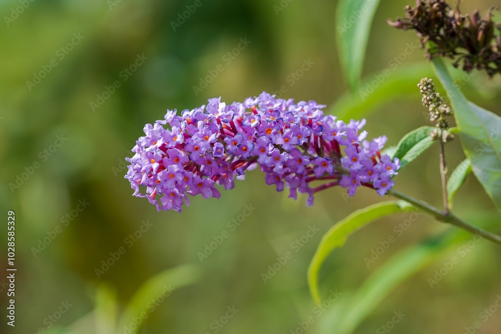 Close-up of a vibrant purple flower cluster Close-up of a vibrant purple flower cluster