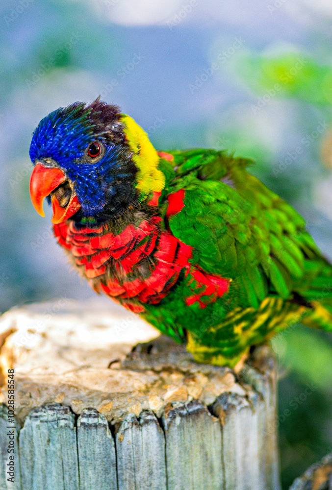 Fototapeta premium Forsten's lorikeet on stump