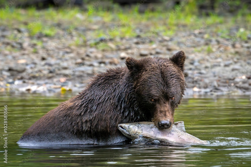 Brown bear catching a fish in a river Brown bear catching a fish in a river