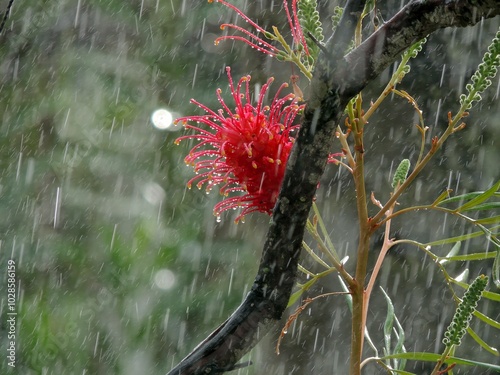 Red Dwarf Grevillea Flower in the Rain photo