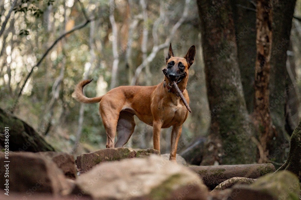 Dog holding a stick on a forest path Dog holding a stick on a forest path