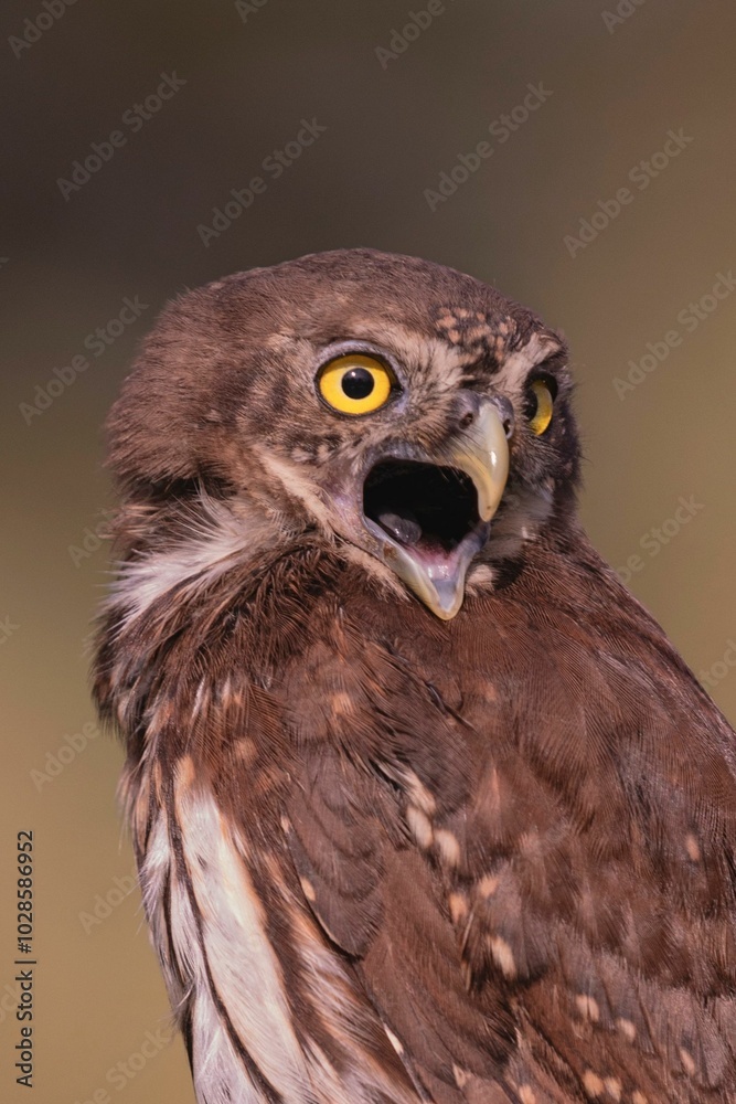 Obraz premium Close-up of a Brown Owl with Yellow Eyes