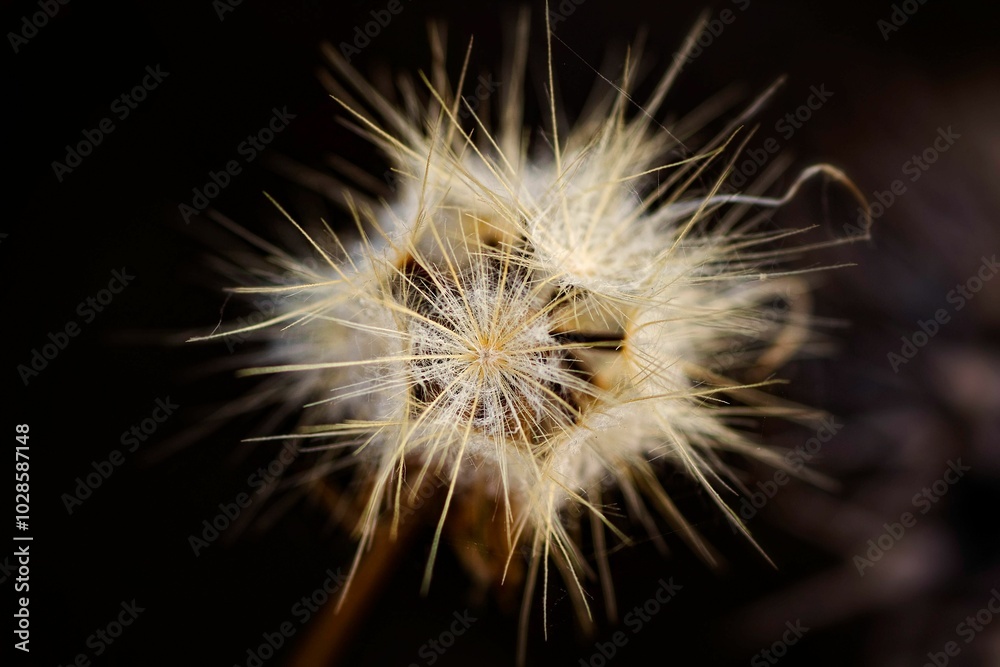 Fototapeta premium Close-up of a dandelion seed head