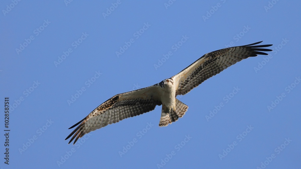 Osprey in flight against blue sky Osprey in flight against blue sky