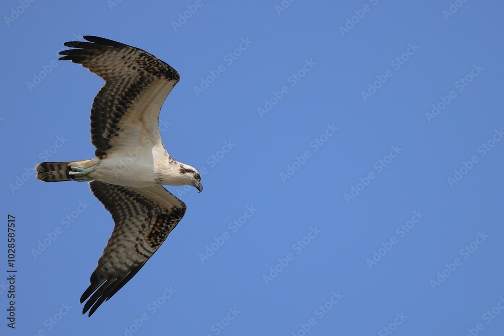 Obraz premium Osprey in flight against a clear blue sky